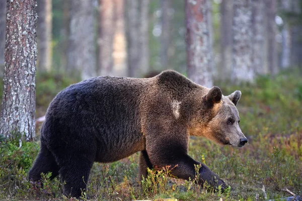 Orso Bruno Nella Foresta Orso Bruno Selvatico Adulto Nome Scientifico — Foto Stock