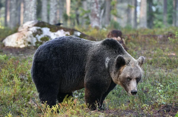 森林里的棕熊 成年大灰熊 Ursus Arctos 自然栖息地 秋季季节 — 图库照片