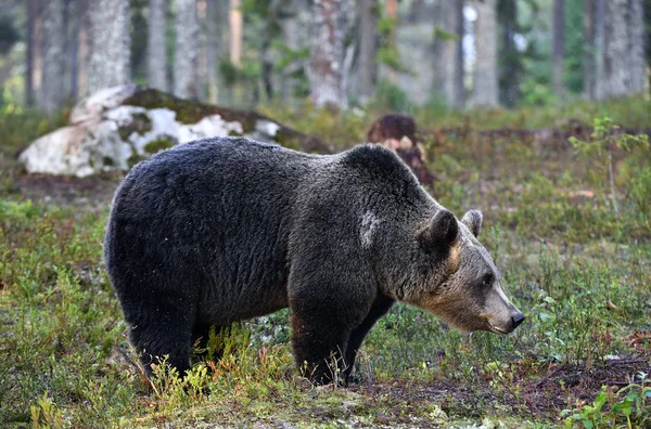 Brązowy Niedźwiedź Lesie Dorosły Wielki Brązowy Niedźwiedź Nazwa Naukowa Ursus — Zdjęcie stockowe