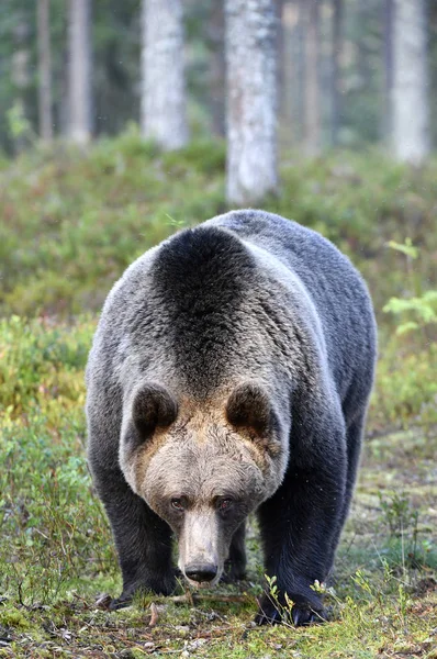 Orso Bruno Nella Foresta Orso Bruno Selvatico Adulto Nome Scientifico — Foto Stock