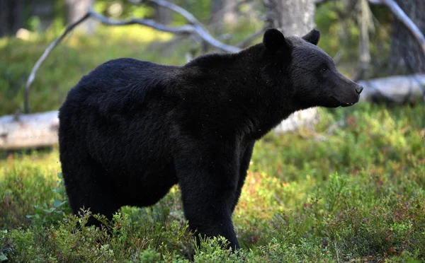 A brown bear in forest. Adult Wild Big Brown Bear. Scientific name: Ursus arctos. Natural habitat, autumn season.