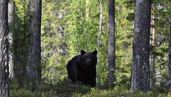 Бурый Медведь Лесу Взрослый Большой Коричневый Медведь Научное Название Ursus — стоковое фото