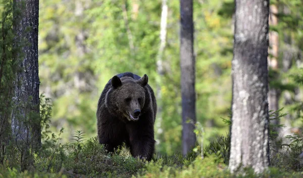 Orso Bruno Nella Foresta Orso Bruno Selvatico Adulto Nome Scientifico — Foto Stock