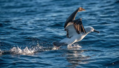Atlas Okyanusu 'ndaki sarı burunlu albatros havalanıyor, suyun üzerinde koşuyor. Bilimsel adı Thalassarche klorhynchos. Cape Point 'te. Güney Afrika.