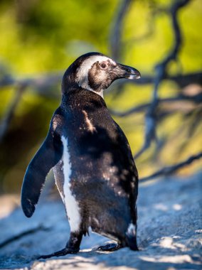 Afrika penguenleri aynı zamanda eşek pengueni olarak da bilinir, siyah ayaklı penguen. Bilimsel adı Spheniscus demersus. Güney Afrika