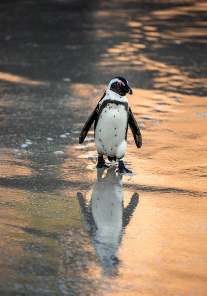 Pinguim Africano Praia Areia Anoitecer Pinguim Africano Também Conhecido Como — Fotografia de Stock