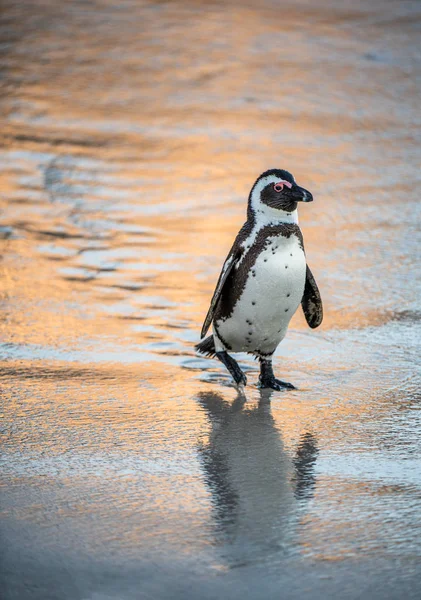 Afrikansk Pingvin Sandstranden Vid Kvällens Skymning Afrikansk Pingvin Även Känd — Stockfoto