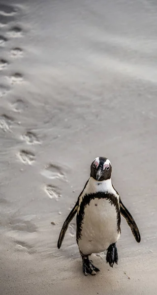 Африканский Пингвин Песчаном Пляже Вечерние Сумерки Африканский Пингвин Известный Осел — стоковое фото