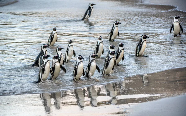 African penguins walk out of the ocean to the sandy beach. African penguin also known as the jackass penguin, black-footed penguin. Scientific name: Spheniscus demersus.  South Africa