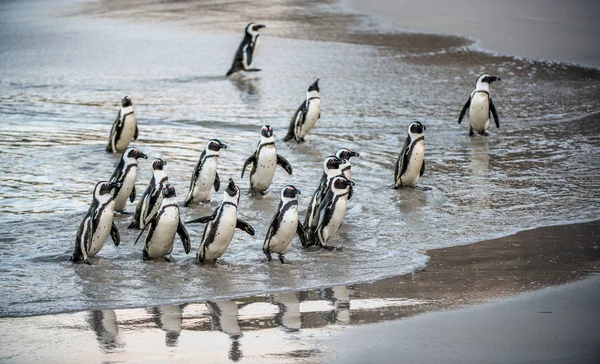 Les Pingouins Africains Sortent Océan Vers Plage Sable Fin Pingouin — Photo