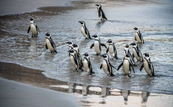 Les Pingouins Africains Sortent Océan Vers Plage Sable Fin Pingouin — Photo