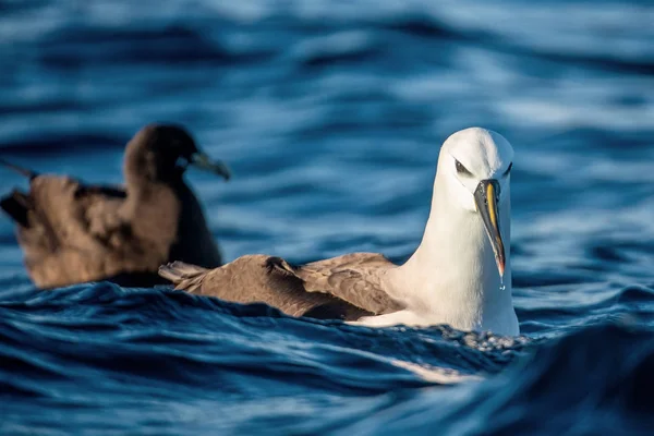 Albatros Nez Jaune Atlantique Sur Eau Nom Scientifique Thalassarche Chlororhynchos — Photo