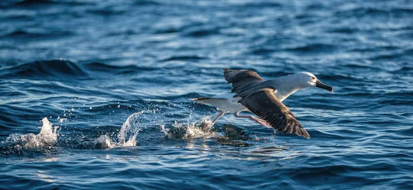 Atlanti Sárga Orrú Albatrosz Felszáll Vízen Fut Tudományos Név Thalassarche — Stock Fotó