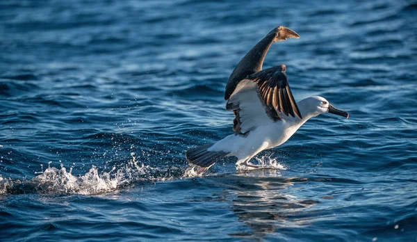Atlantisk Gulnosad Albatross Lyfter Och Springer Vattnet Vetenskapligt Namn Thalassarche — Stockfoto