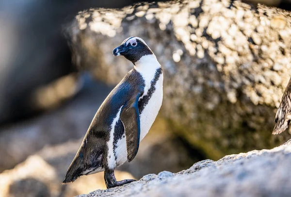 Африканский Пингвин Известный Осел Пингвин Черноногий Пингвин Научное Название Spheniscus — стоковое фото