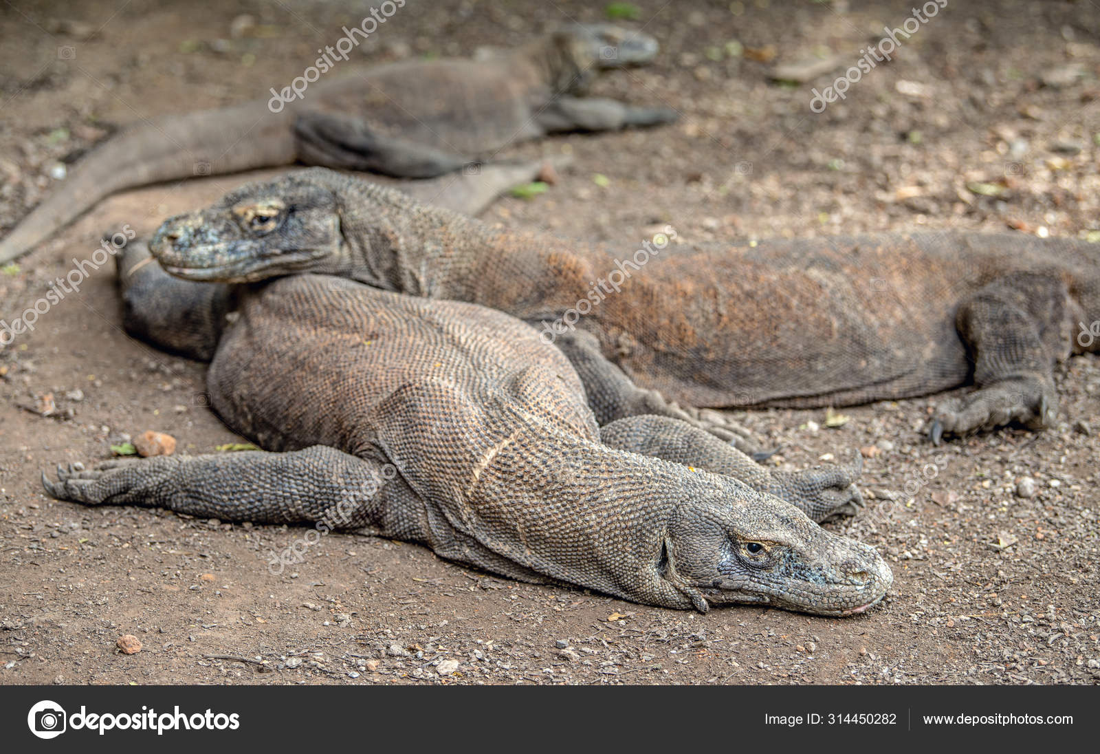 229 Dragons Blood Pictures Dragons Blood Stock Photos Images Depositphotos