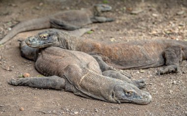 Komodo ejderhaları. Ön manzara, kapatın. Bilimsel adı Varanus komodoensis. Endonezya.