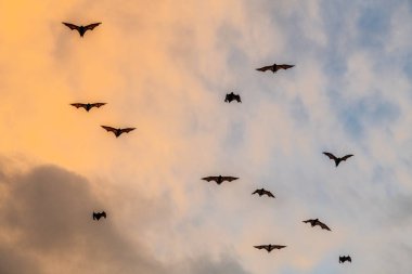 Gün batımında bir meyve yarasası sürüsü. Küçük uçan tilkiler, ada uçan tilkileri veya değişken uçan tilkiler (Pteropus pomelanus), meyve yarasaları. Günbatımında uçan tilki yarasalar.