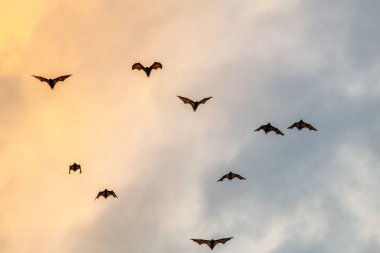Gün batımında bir meyve yarasası sürüsü. Küçük uçan tilkiler, ada uçan tilkileri veya değişken uçan tilkiler (Pteropus pomelanus), meyve yarasaları. Günbatımında uçan tilki yarasalar.