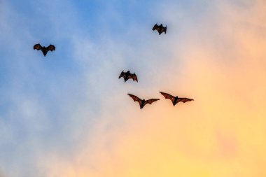 Gün batımında bir meyve yarasası sürüsü. Küçük uçan tilkiler, ada uçan tilkileri veya değişken uçan tilkiler (Pteropus pomelanus), meyve yarasaları. Günbatımında uçan tilki yarasalar.