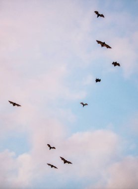 Gün batımında bir meyve yarasası sürüsü. Küçük uçan tilkiler, ada uçan tilkileri veya değişken uçan tilkiler (Pteropus pomelanus), meyve yarasaları. Günbatımında uçan tilki yarasalar.
