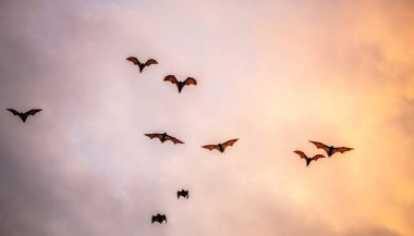 Gün batımında bir meyve yarasası sürüsü. Küçük uçan tilkiler, ada uçan tilkileri veya değişken uçan tilkiler (Pteropus pomelanus), meyve yarasaları. Günbatımında uçan tilki yarasalar.