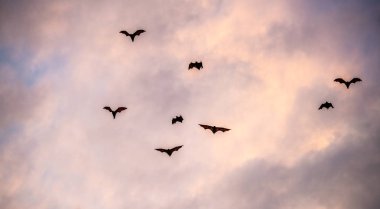 Gün batımında bir meyve yarasası sürüsü. Küçük uçan tilkiler, ada uçan tilkileri veya değişken uçan tilkiler (Pteropus pomelanus), meyve yarasaları. Günbatımında uçan tilki yarasalar.