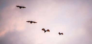 Gün batımında bir meyve yarasası sürüsü. Küçük uçan tilkiler, ada uçan tilkileri veya değişken uçan tilkiler (Pteropus pomelanus), meyve yarasaları. Günbatımında uçan tilki yarasalar.