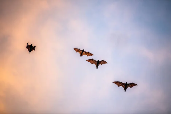 A flock of fruit bats in the sunset sky. The small flying foxes, island flying foxes or variable flying foxes (Pteropus hypomelanus), fruit bats . Fox bats flying in the sunset sky.