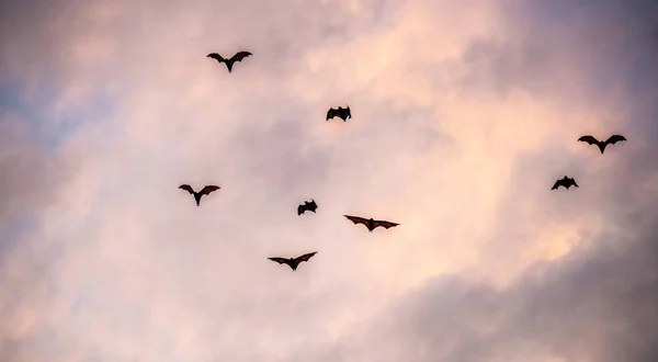 Bando Morcegos Céu Pôr Sol Raposas Voadoras Pequenas Raposas Voadoras — Fotografia de Stock