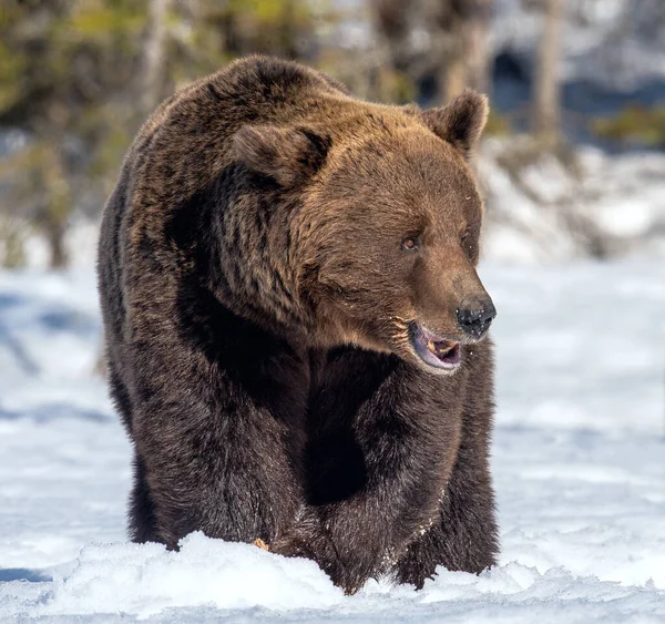 Αρκούδα Ανοίγει Στόμα Της Καφέ Αρκούδα Στο Χειμερινό Δάσος Επιστημονική — Φωτογραφία Αρχείου