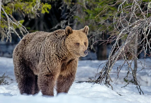 Άγριο Ενήλικο Θηλυκό Της Καφέ Αρκούδας Στο Χειμερινό Δάσος Επιστημονική — Φωτογραφία Αρχείου