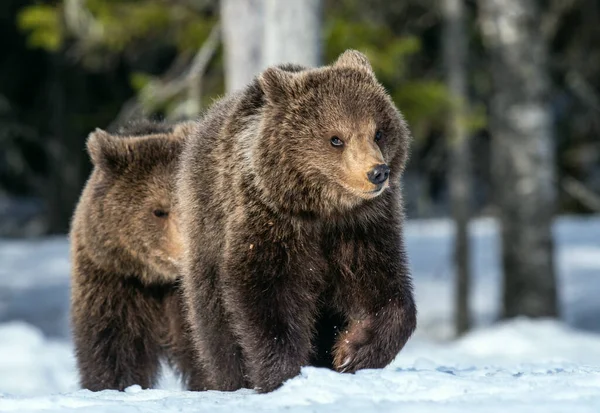 Björnungar Vinterskogen Naturlig Livsmiljö Brunbjörn Vetenskapligt Namn Ursus Arctos Arctos — Stockfoto