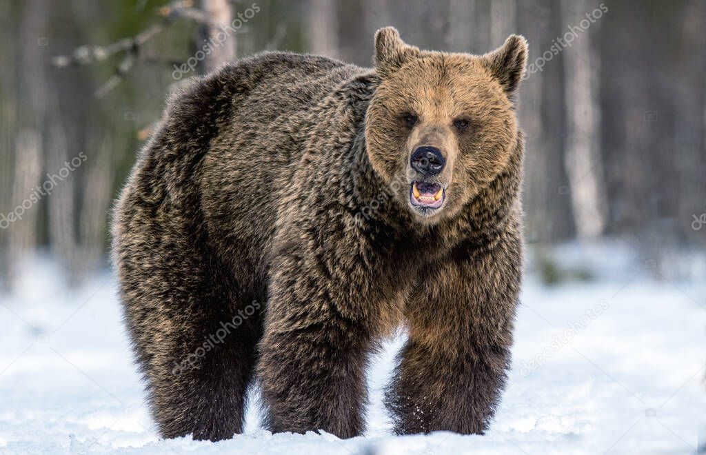 Bear opening its mouth. Brown bear in winter forest. Scientific name: Ursus Arctos. Natural Habitat.