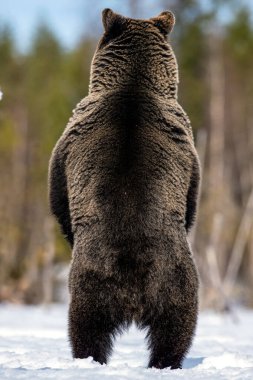 Bahar ormanında kahverengi ayı arka ayaklarının üzerinde duruyor. Arka plan, kapat. Bilimsel adı: Ursus arctos.
