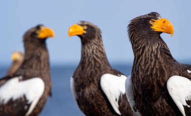 Yetişkin Steller 'ın deniz kartalları. Portreyi kapat. Bilimsel adı Haliaeetus pelagicus. Mavi arkaplan.