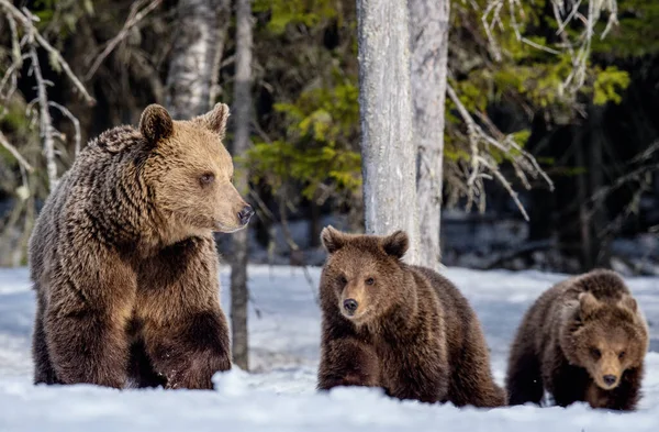 Αρκουδάκια Και Αρκουδάκια Χειμώνα Φυσικό Περιβάλλον Καφέ Αρκούδα Επιστημονική Ονομασία — Φωτογραφία Αρχείου