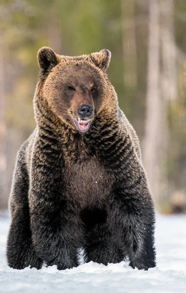 熊张开嘴 棕熊在冬天的森林里 Ursus Arctos 自然生境 — 图库照片