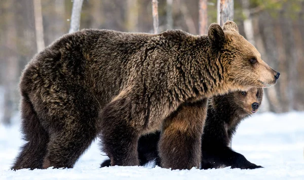 Bärin Und Bärenjunges Winter Natürlicher Lebensraum Braunbär Wissenschaftlicher Name Ursus — Stockfoto