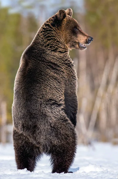 Urso Castanho Com Boca Aberta Sobre Patas Traseiras Floresta Inverno — Fotografia de Stock