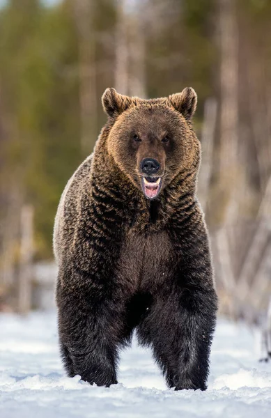 Niedźwiedź Otwiera Usta Brązowy Niedźwiedź Zimowym Lesie Nazwa Naukowa Ursus — Zdjęcie stockowe