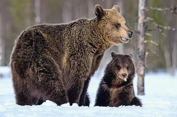 在冬天 母熊和熊宝宝 自然栖息地棕熊 Ursus Arctos Arctos — 图库照片