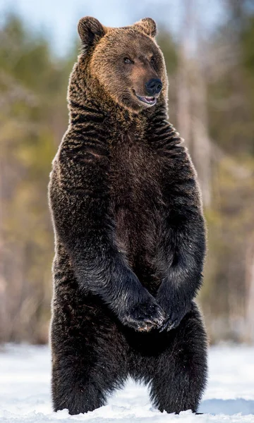 在冬季的森林里 大嘴巴的棕熊用后腿站着 Ursus Arctos 自然生境 — 图库照片