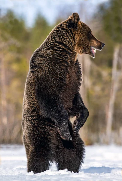 Urso Castanho Com Boca Aberta Sobre Patas Traseiras Floresta Inverno — Fotografia de Stock