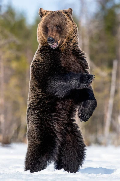 Urso Castanho Com Boca Aberta Sobre Patas Traseiras Floresta Inverno — Fotografia de Stock