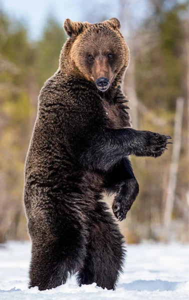 Urso Marrom Suas Patas Traseiras Floresta Primavera Nome Científico Ursus — Fotografia de Stock
