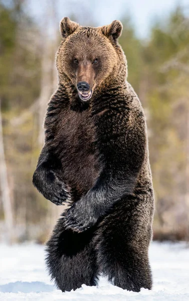 Brązowy Niedźwiedź Otwartymi Ustami Stojący Tylnych Nogach Zimowym Lesie Nazwa — Zdjęcie stockowe