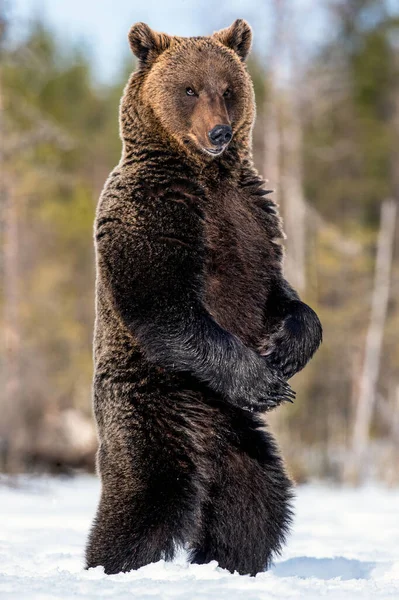 Medvěd Hnědý Stojí Zadních Nohách Jarním Lese Vědecký Název Ursus — Stock fotografie