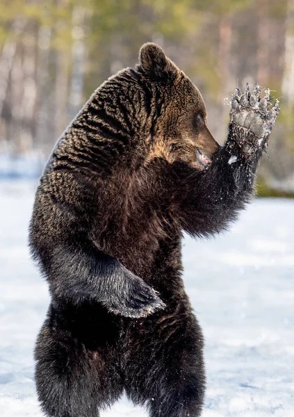 Браун Ведмідь Стоїть Задніх Лапах Весняному Лісі Наукова Назва Ursus — стокове фото