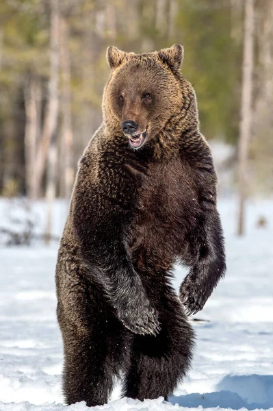 在冬季的森林里 大嘴巴的棕熊用后腿站着 Ursus Arctos 自然生境 — 图库照片